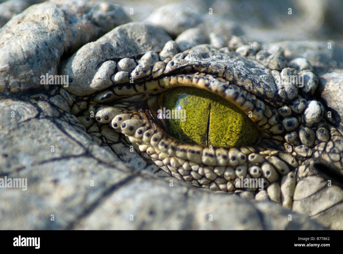 Глаз крокодила арт