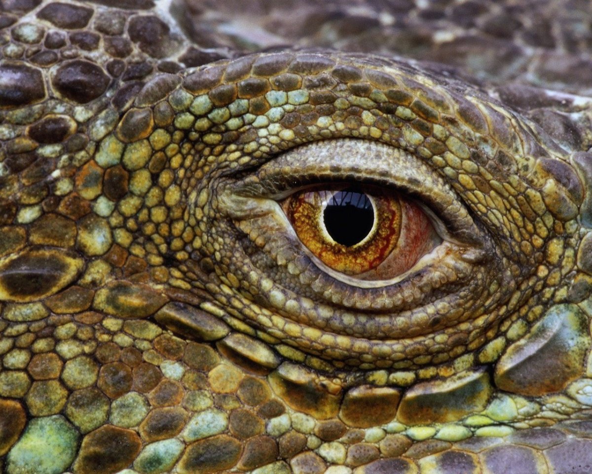 Крокодилий глаз камень