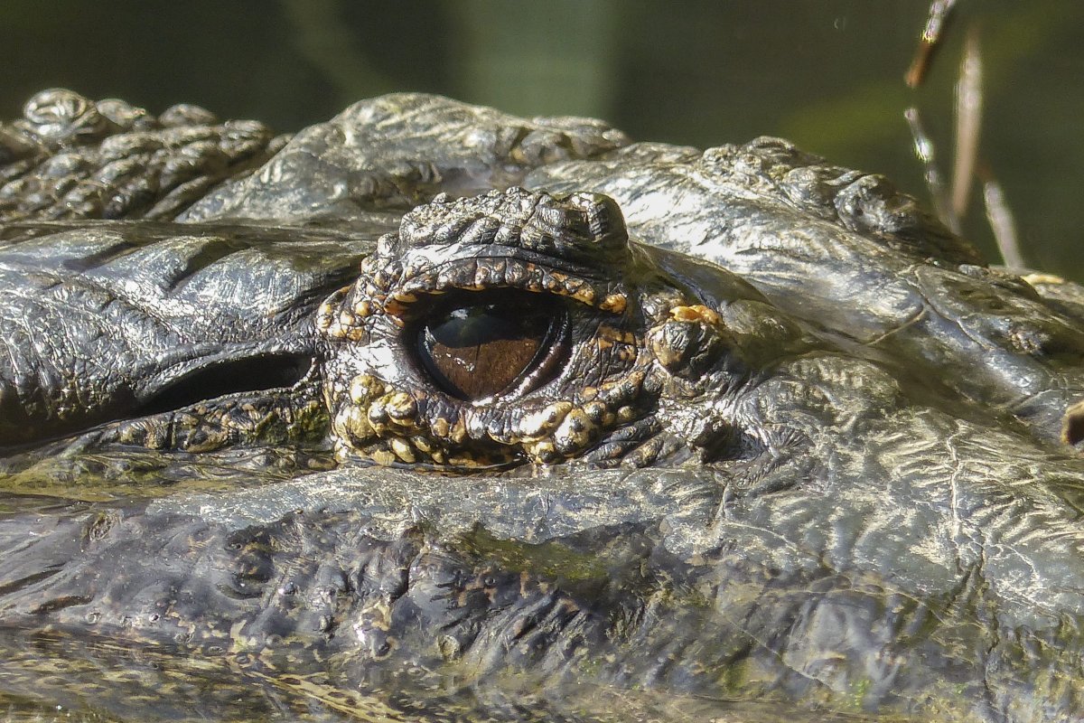 Зрачок дракона