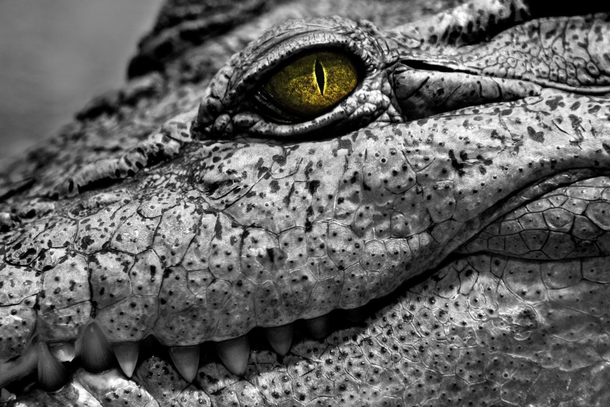 Кожа ящерицы варана