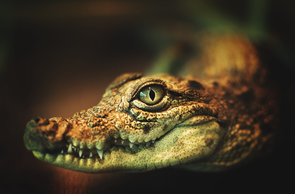 Глаз крокодила