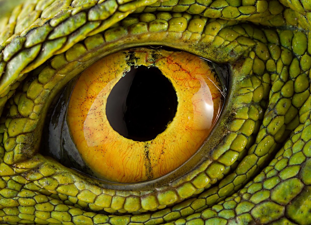 Змеиные глаза референс