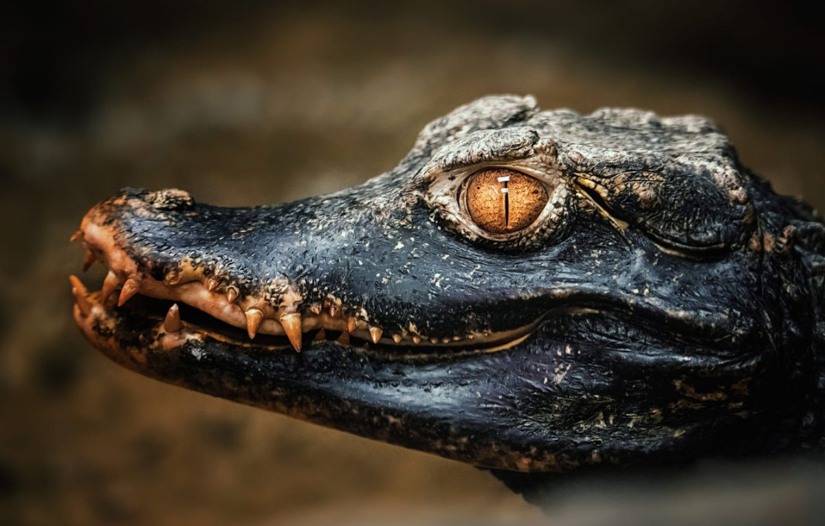 Глаз аллигатора