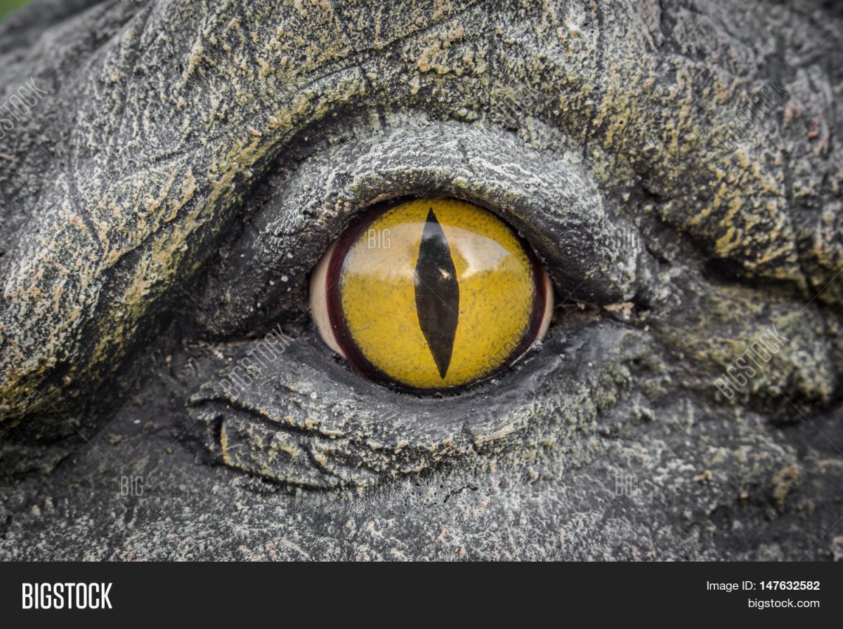 Крокодил крупным планом