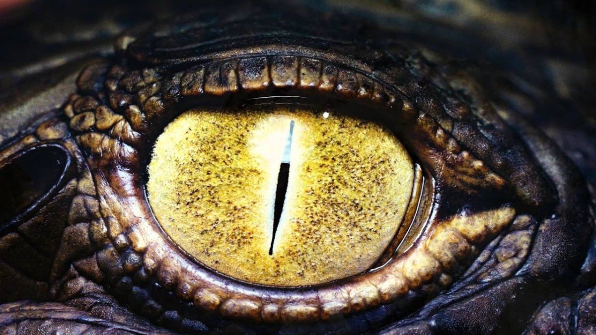 Крокодил с желтыми глазами