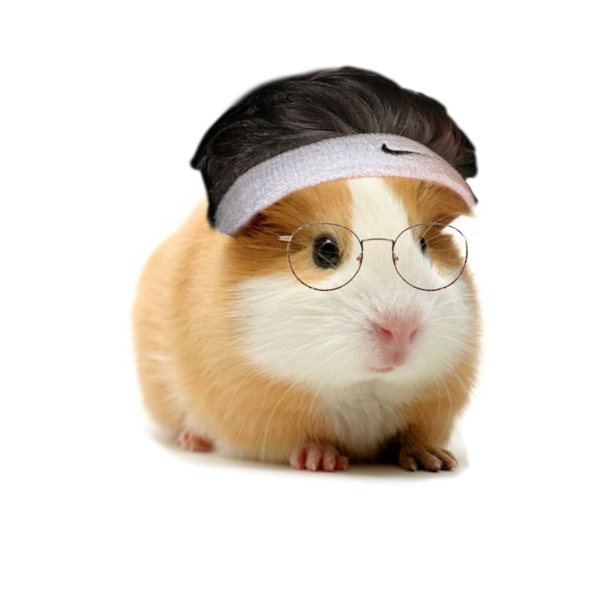 Морская Свинка абщхда на белом фоне