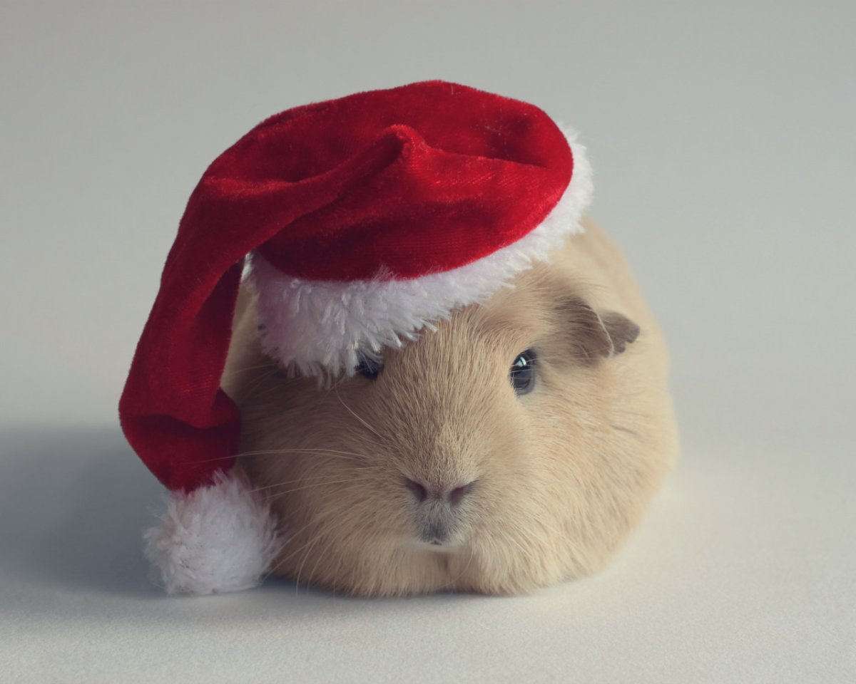 Хомяк в шапке