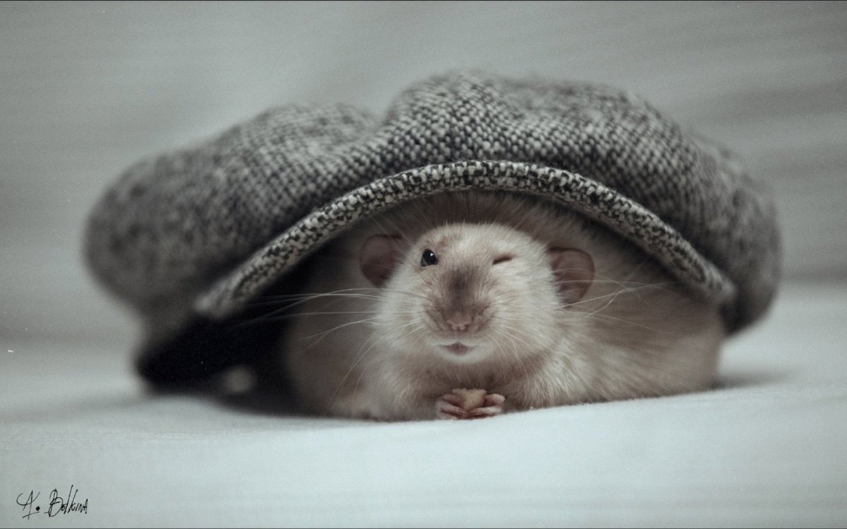 Мышь в фуражке