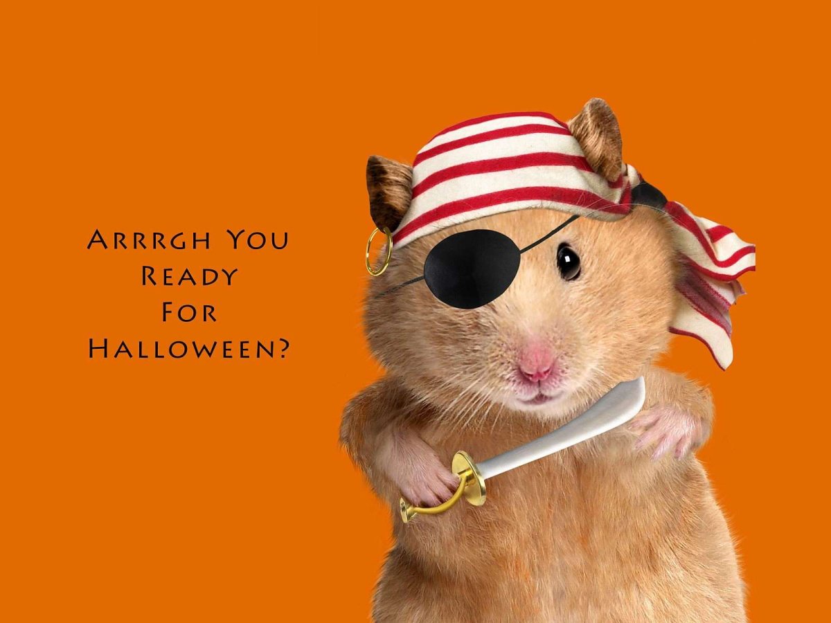 Хомяк в пижаме