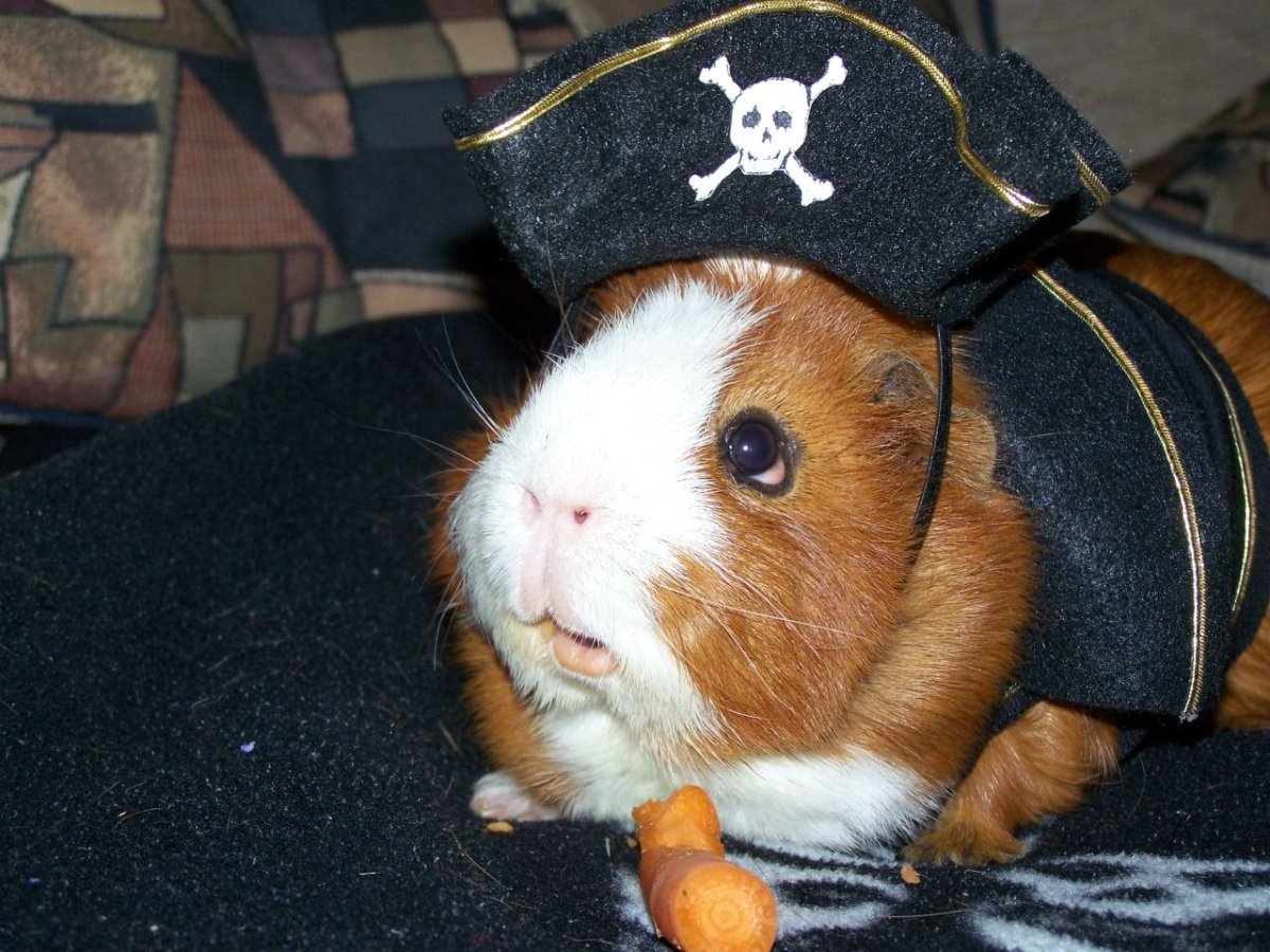 Морская Свинка в костюме