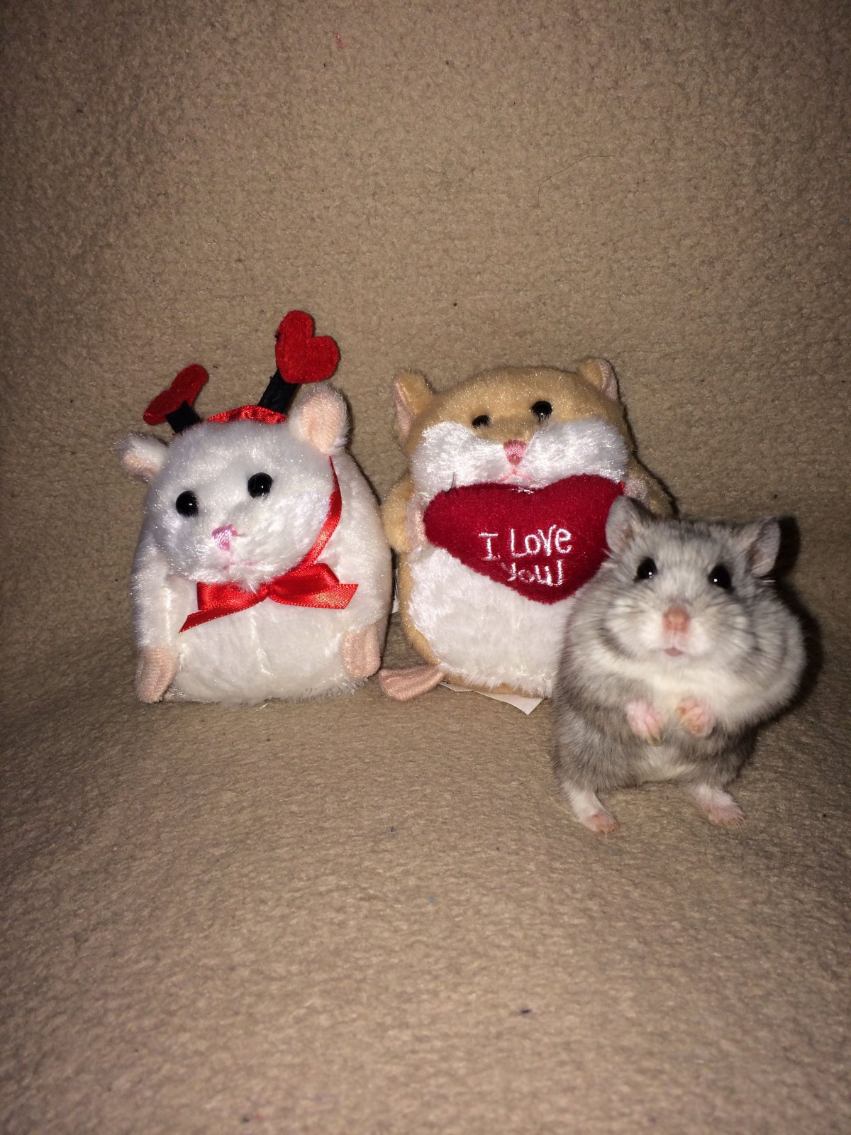 Хомяк в костюме