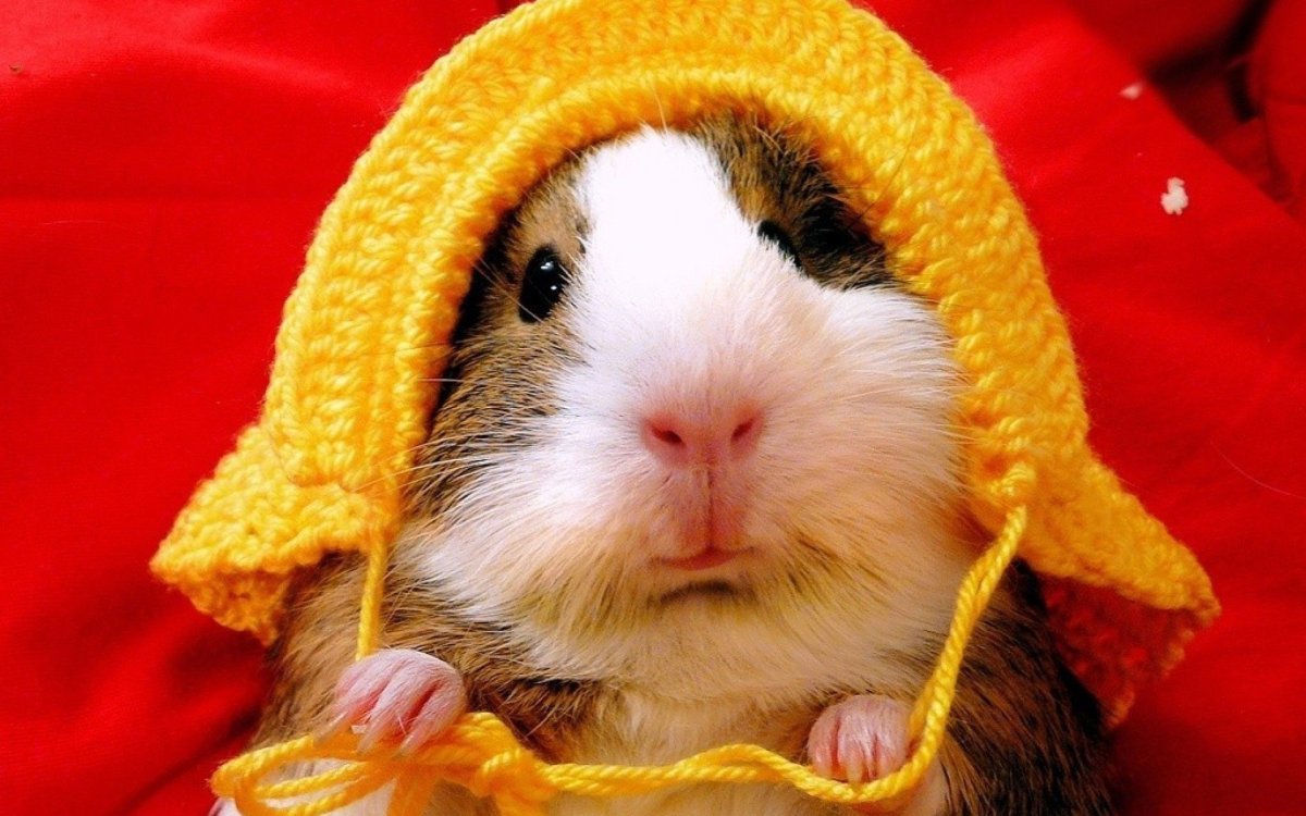 Хомяк в шапке