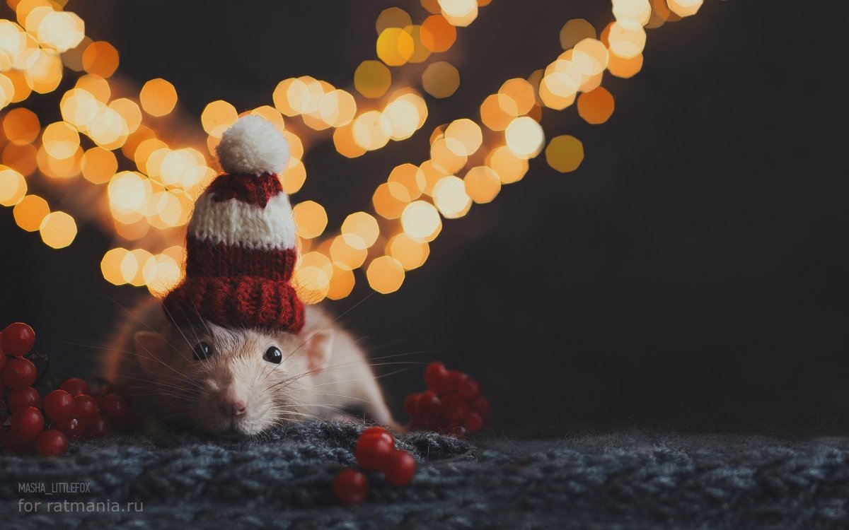 Милые крыски новогодние