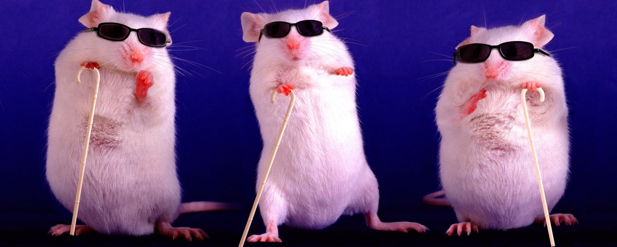 Крыса в очках