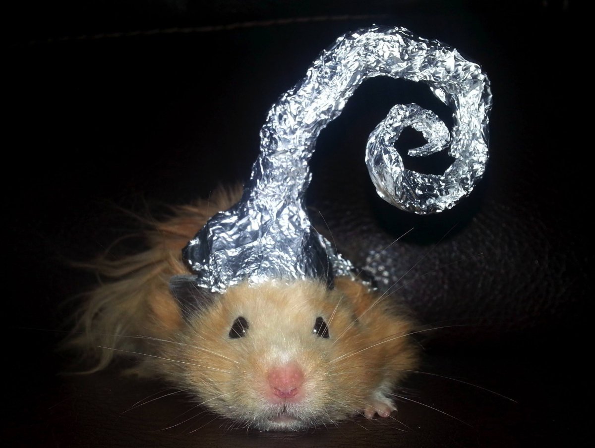 Хомяк в шапочке