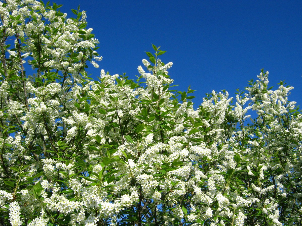 Черёмуха душистая с весною