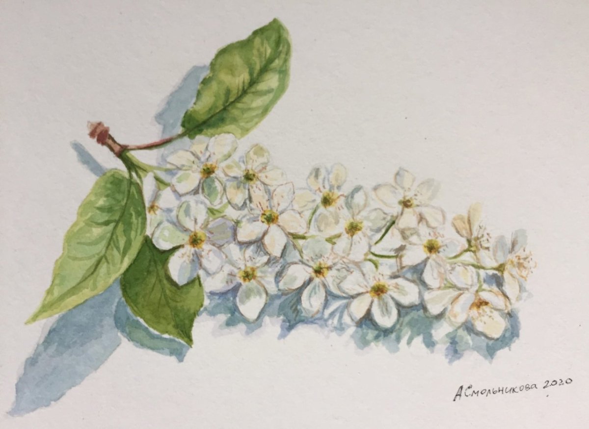 Ручей черемуха Соловей