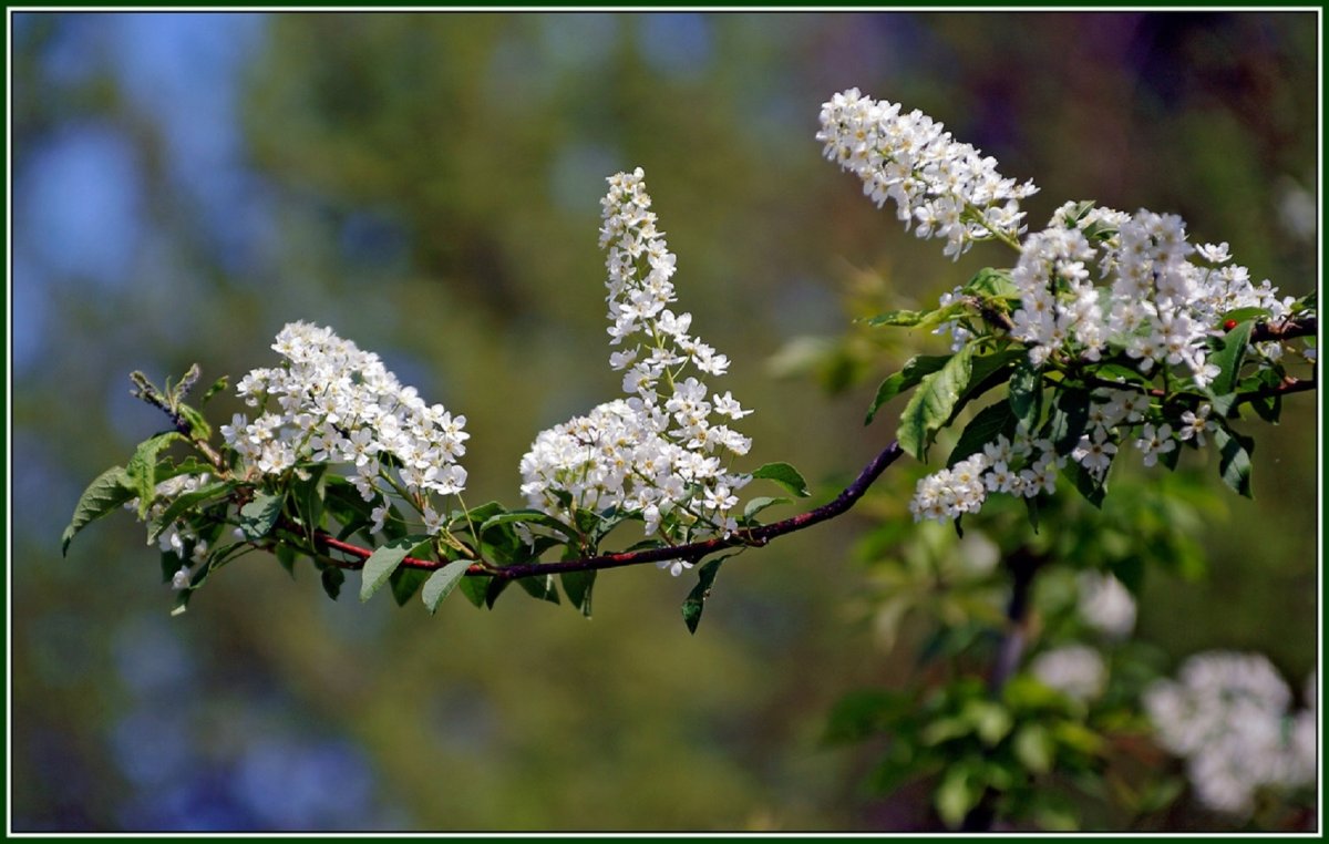 Подшивалов черемуха цветет