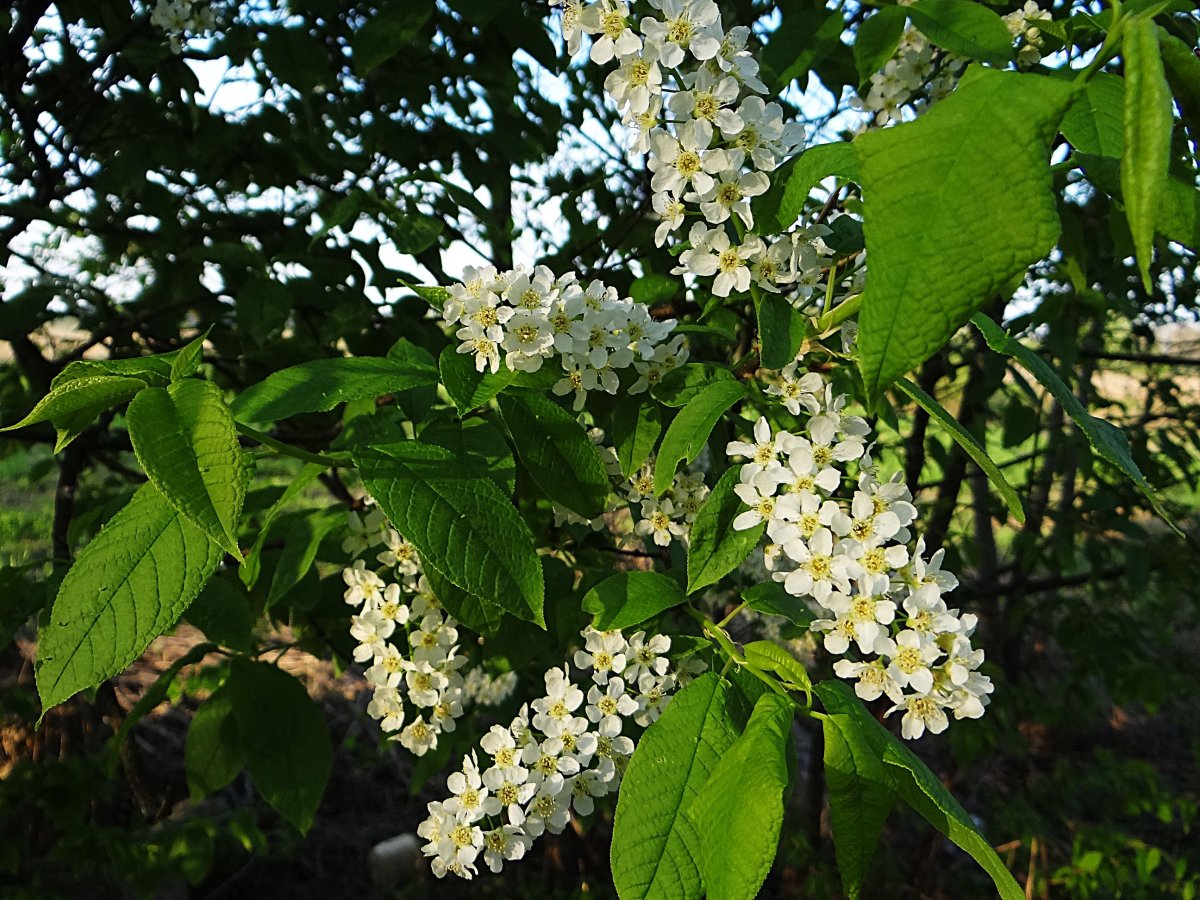 Живопись -Левитан черемуха у реки
