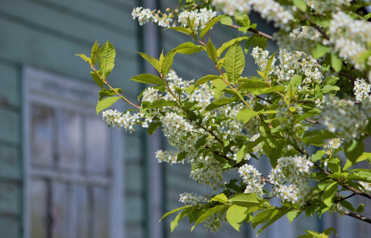 Есенин черемуха книга
