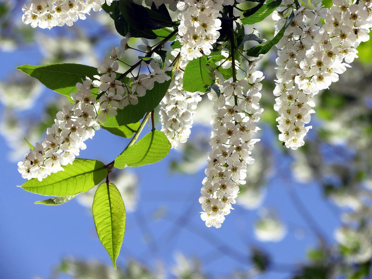 Читаем Есенина вместе