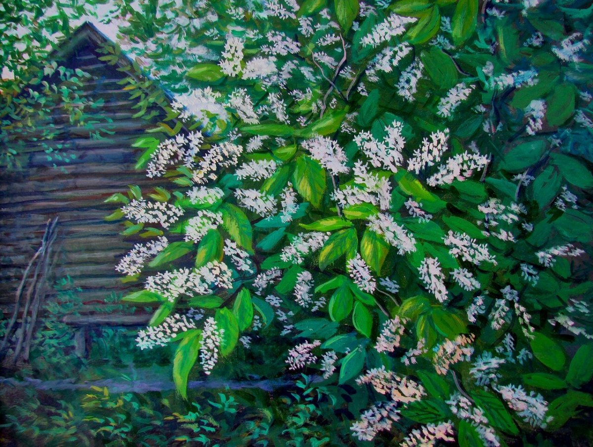 Черемуха обыкновенная Родина