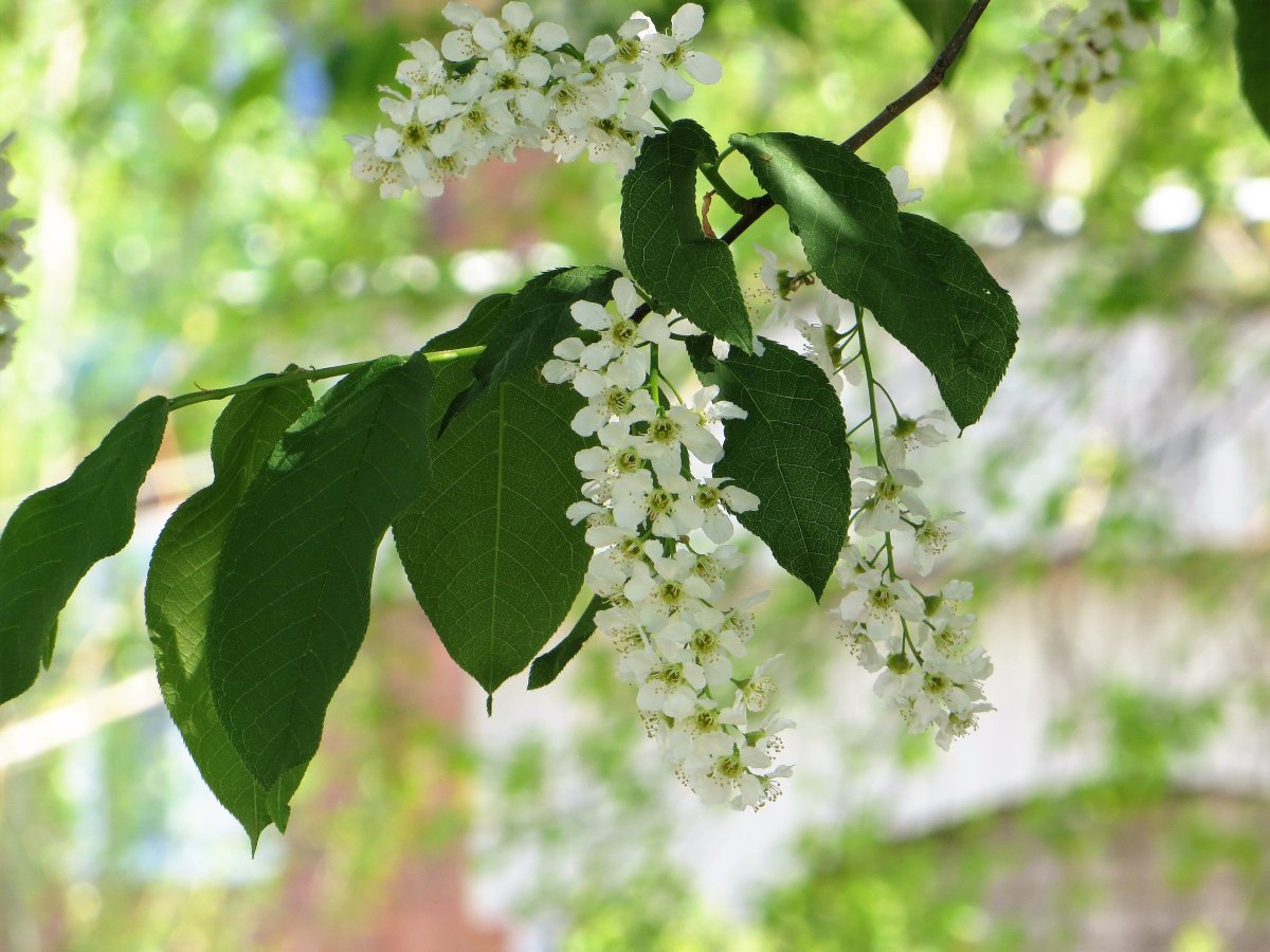 Картина Есенина черемуха