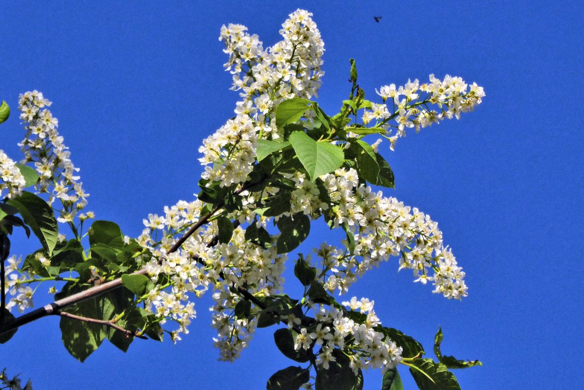 Ветка черемухи акварель