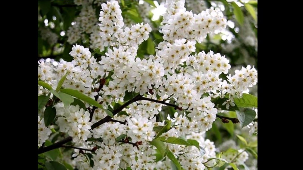 Ветка черемухи рисунок