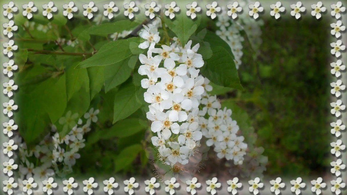 Дерево карандашом