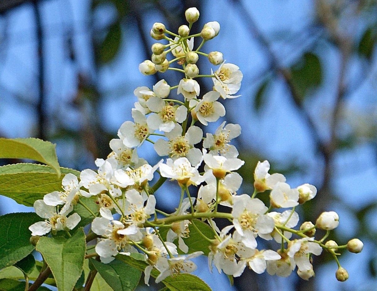 Иллюстрация к стихотворению береза Есенин