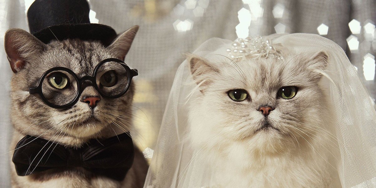 Коты в свадебных нарядах
