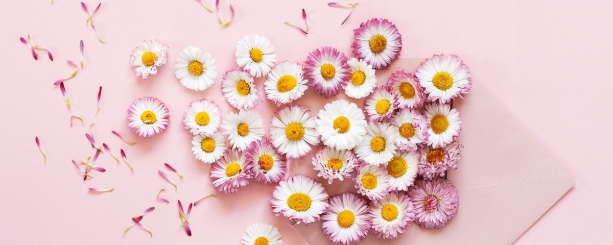 Бесшовный фон ромашки