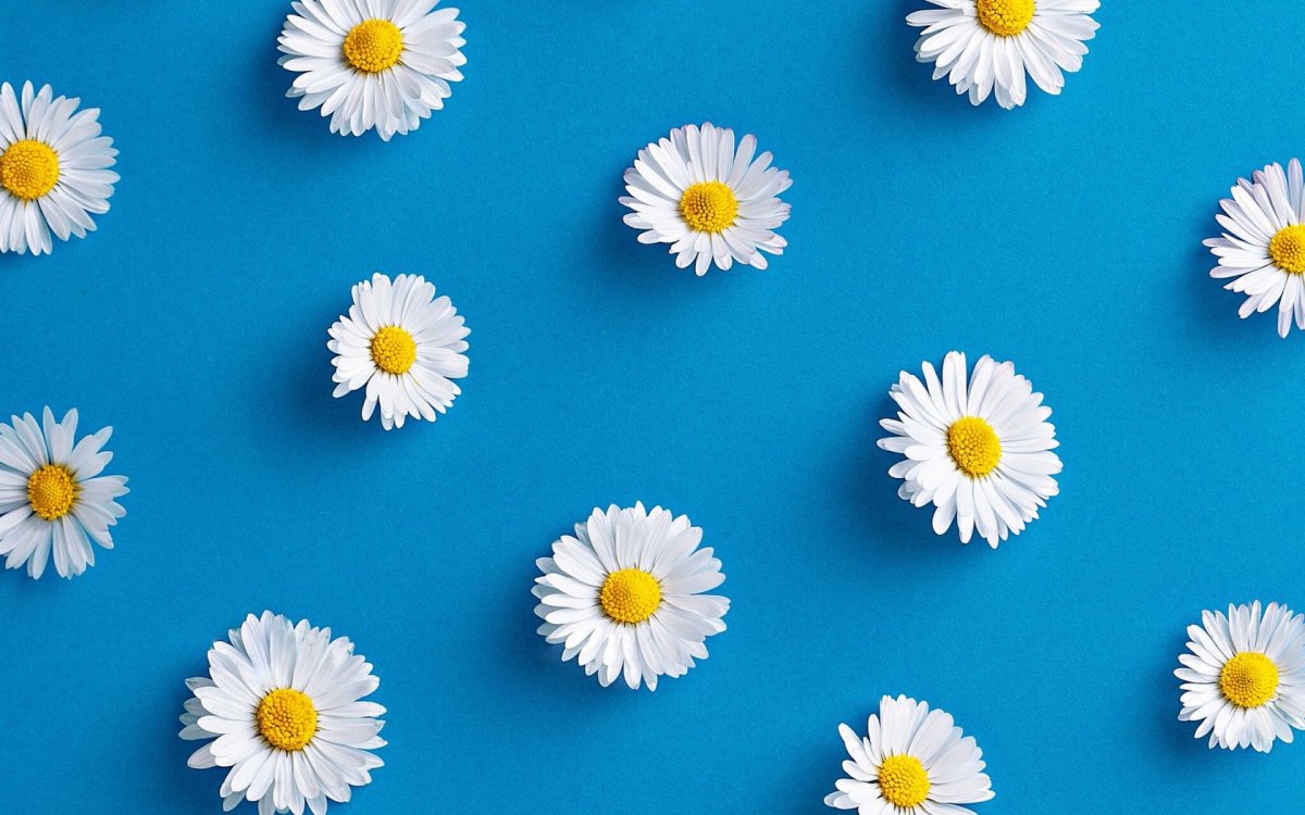 Стилизованные ромашки