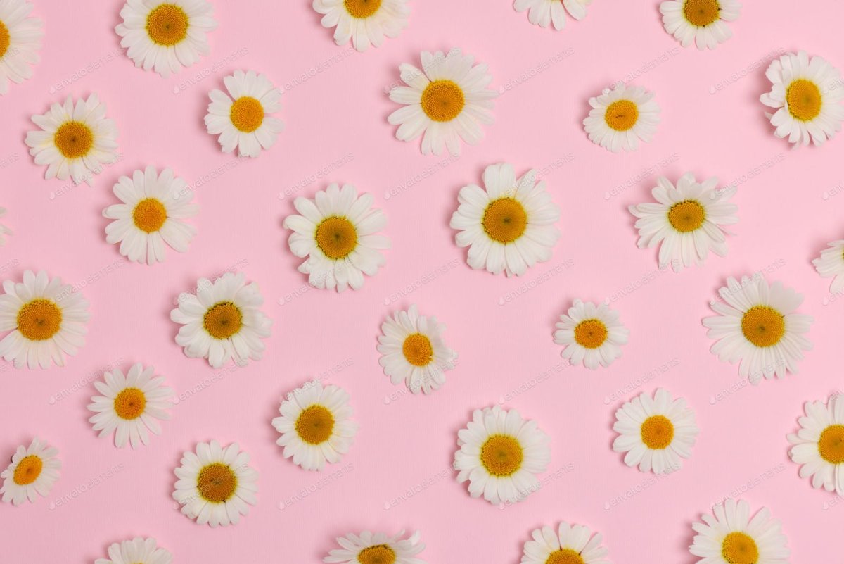 Ромашки на розовом фоне