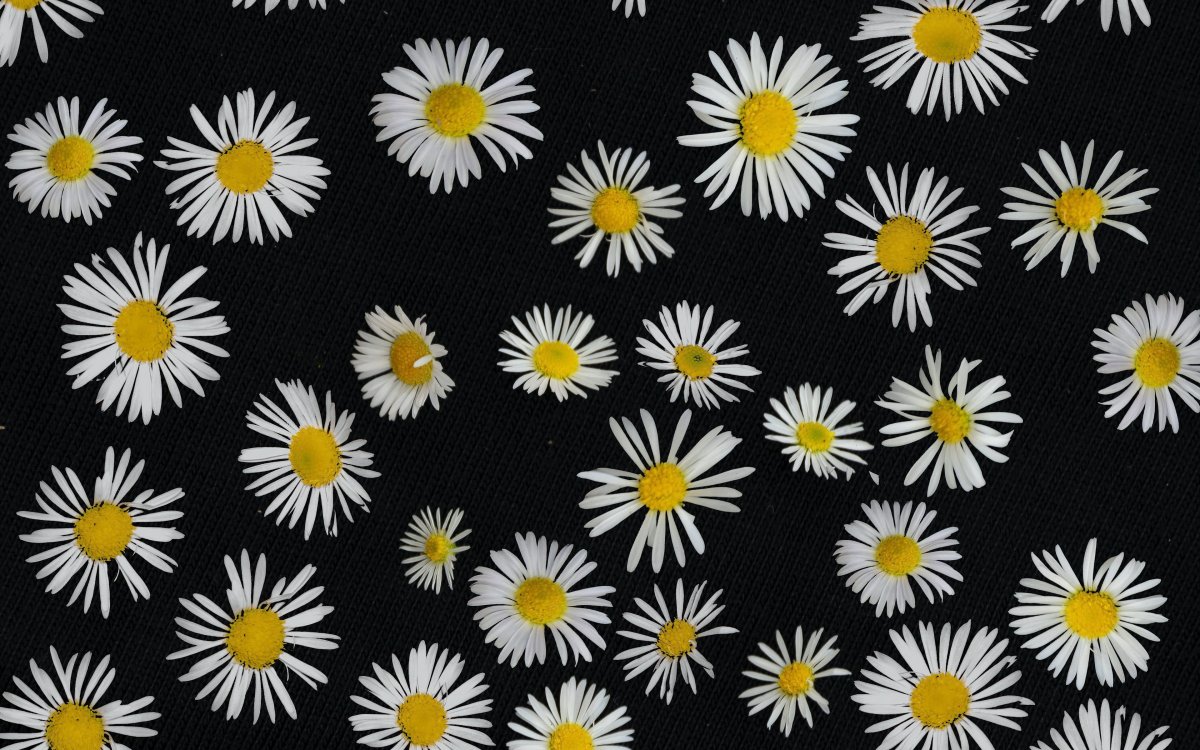 Ромашки на голубом фоне