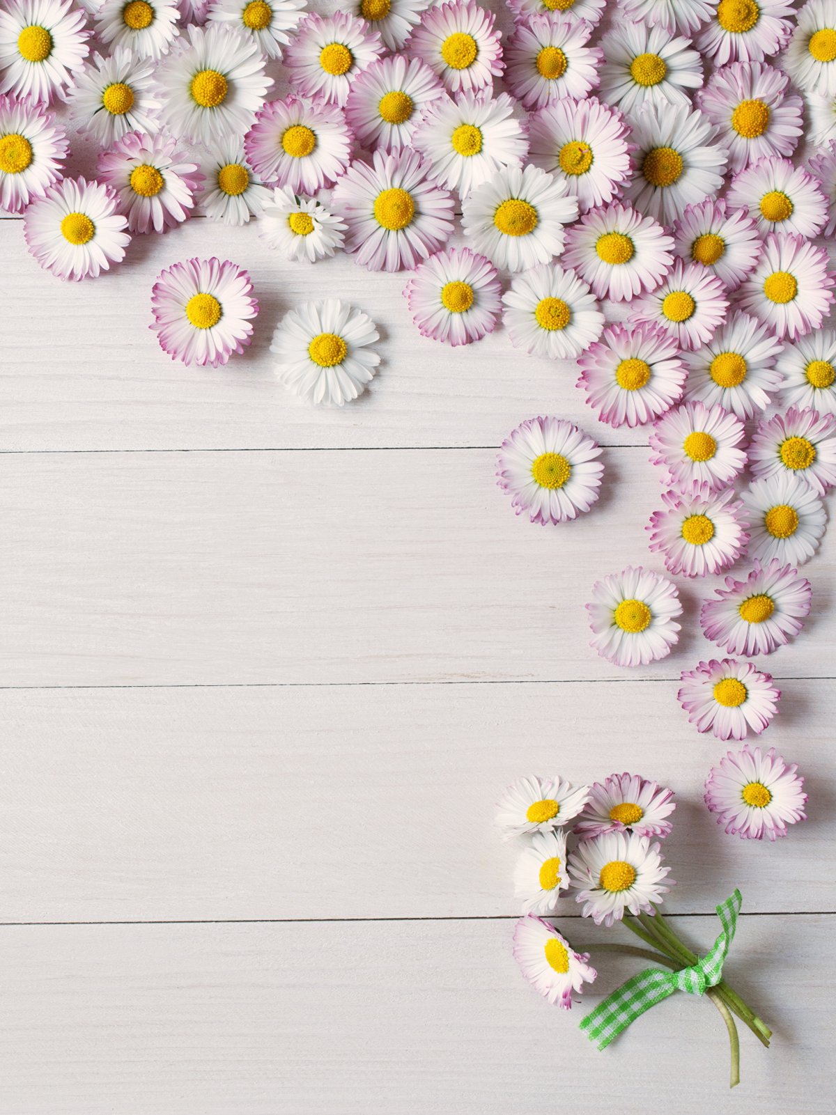 Ромашки Эстетика