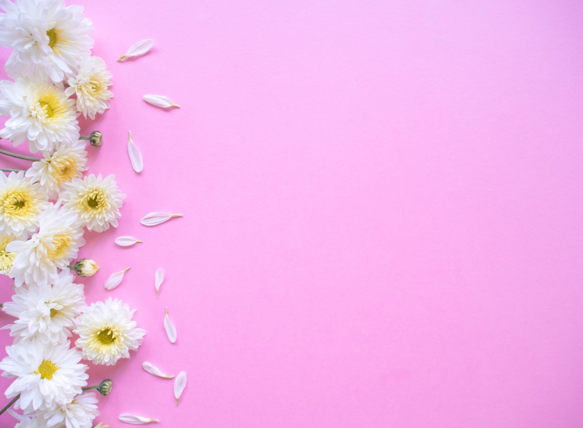 Красивый фон с ромашками