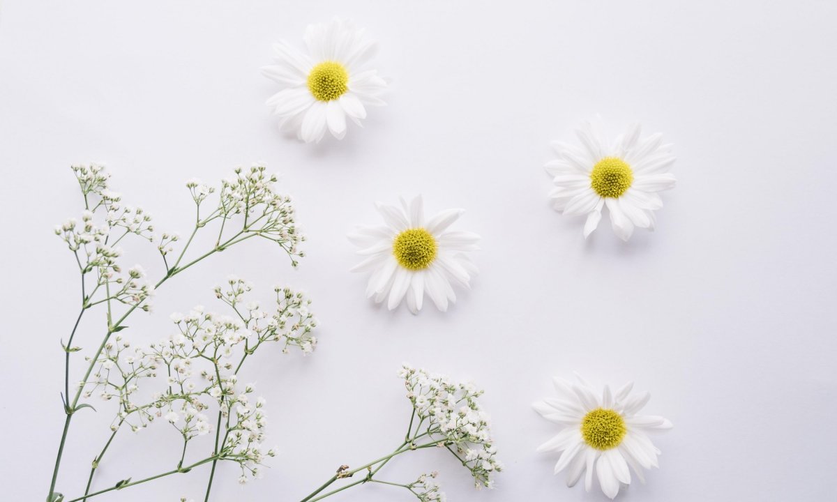 Фон ромашки
