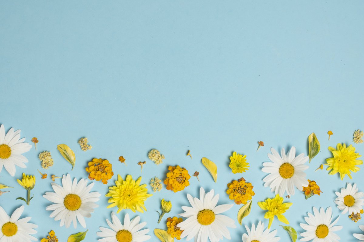 Фон ромашки