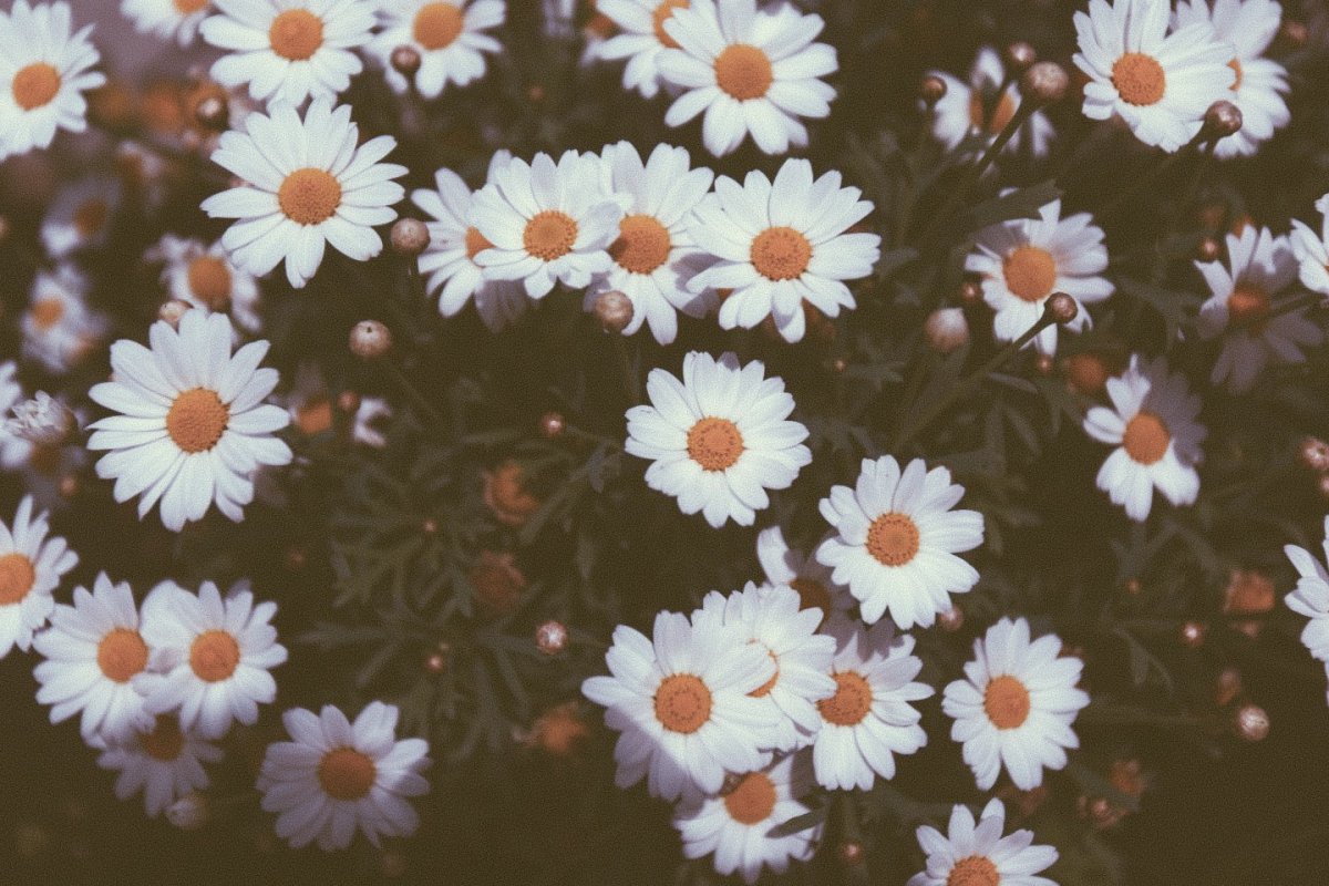 Лепесток ромашки