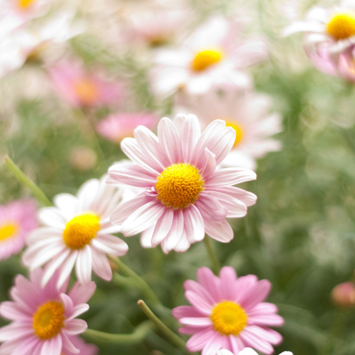 Цветы розовые ромашки