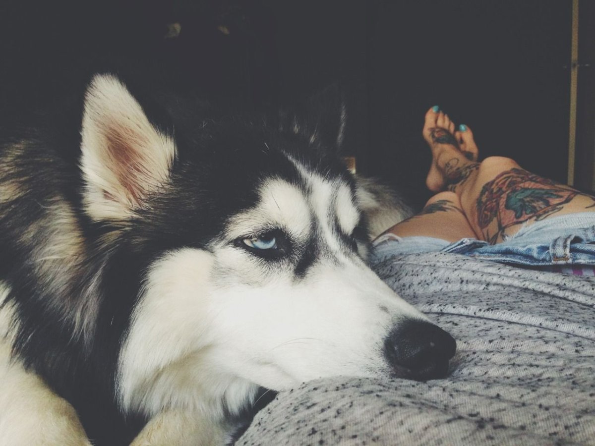 Парень с хаски без лица