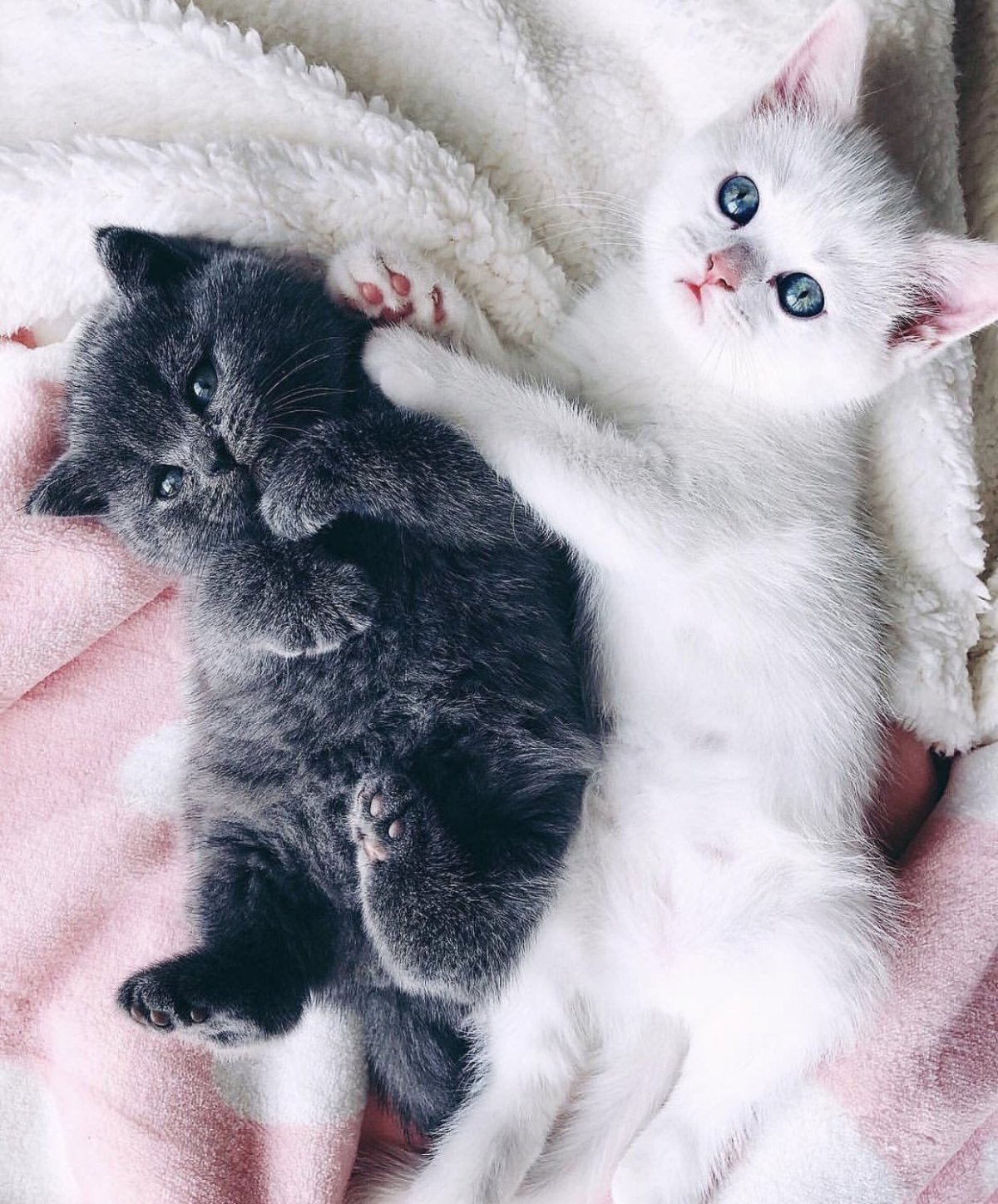 Милые котятки