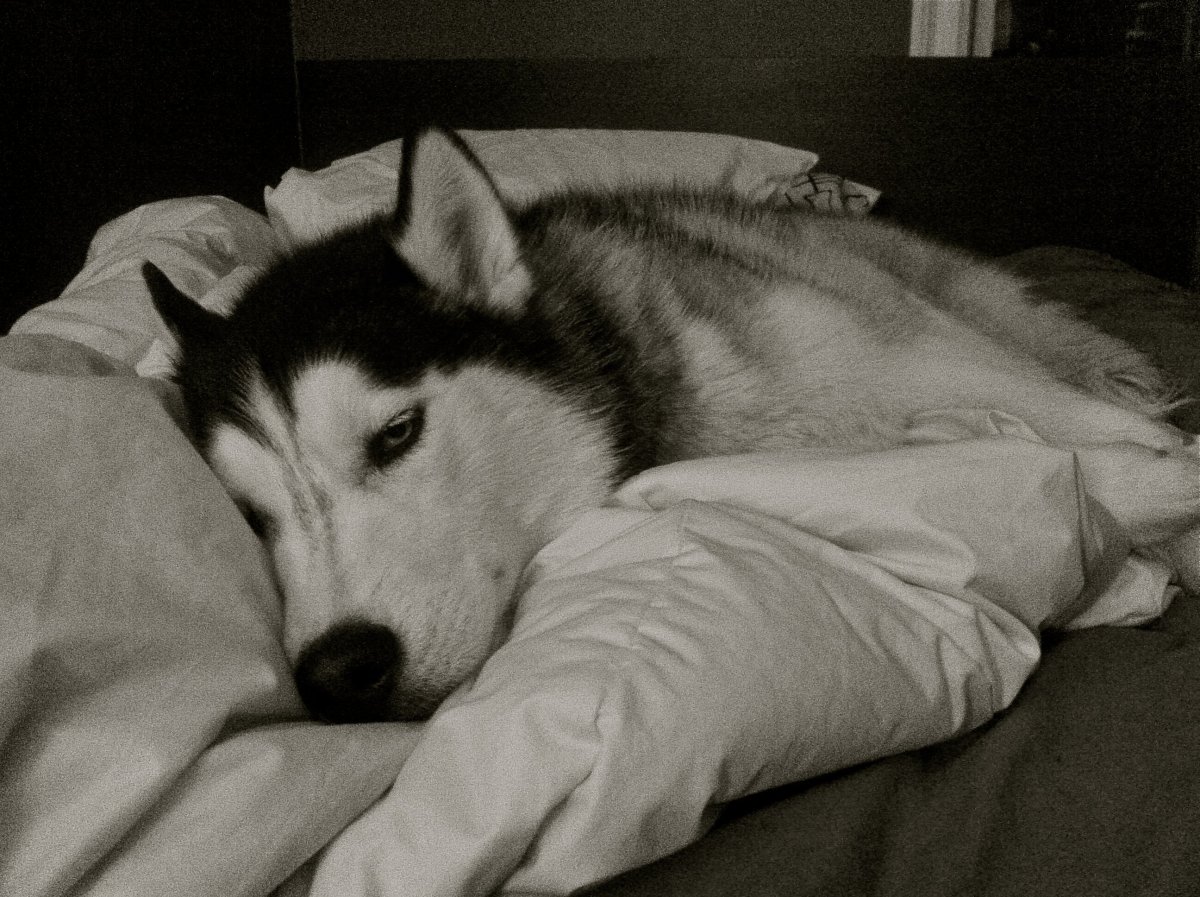 Сибирские хаски спят