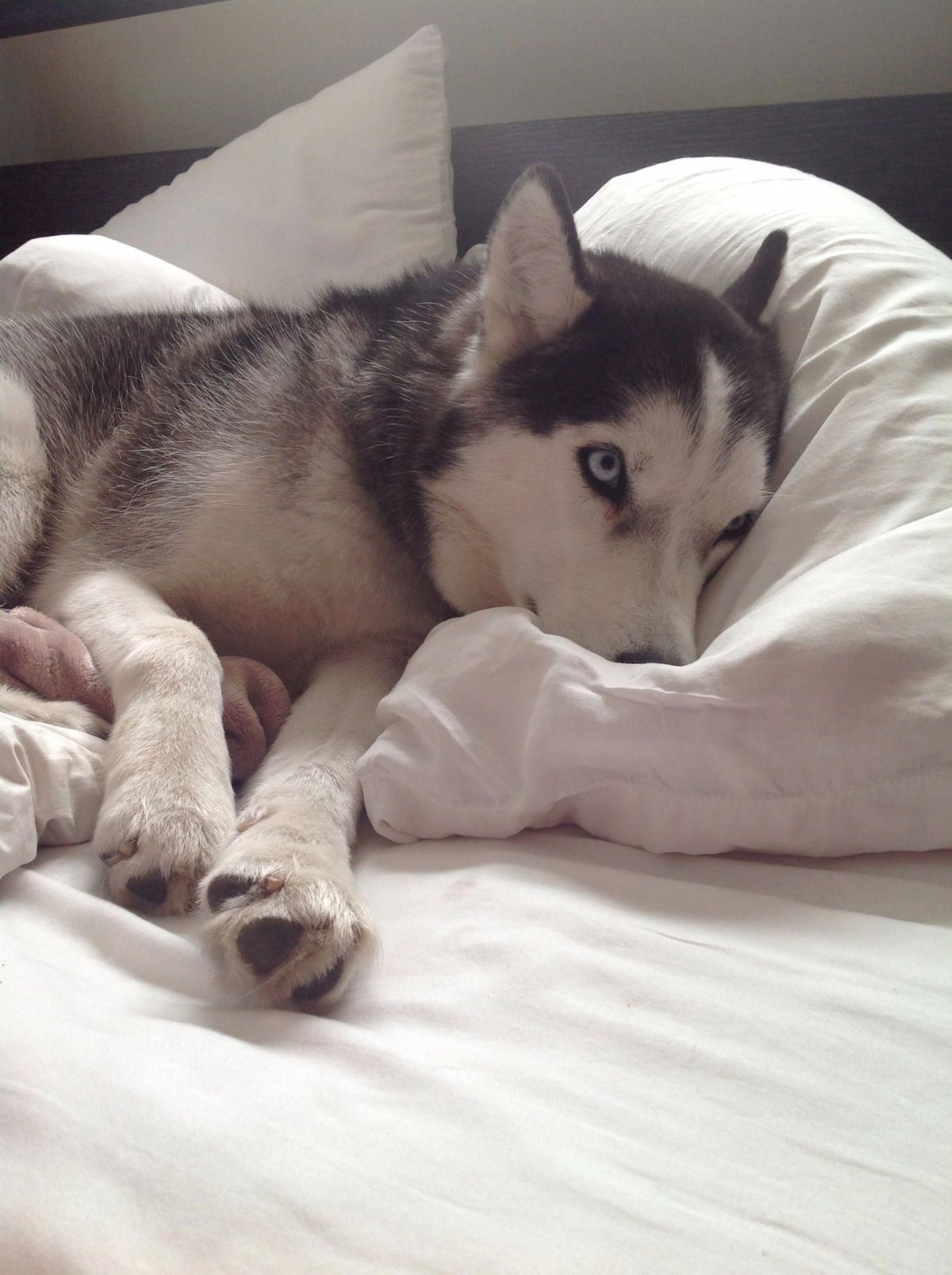 Сонный хаски