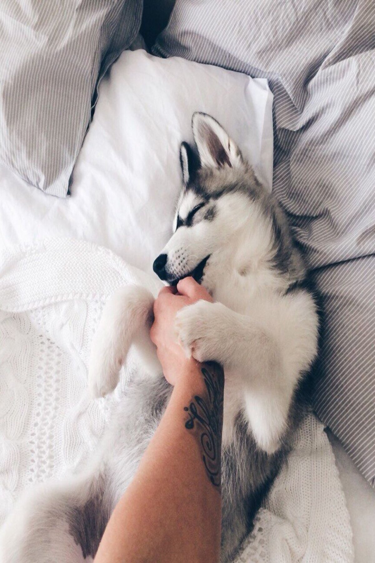 Красивые животные Эстетика