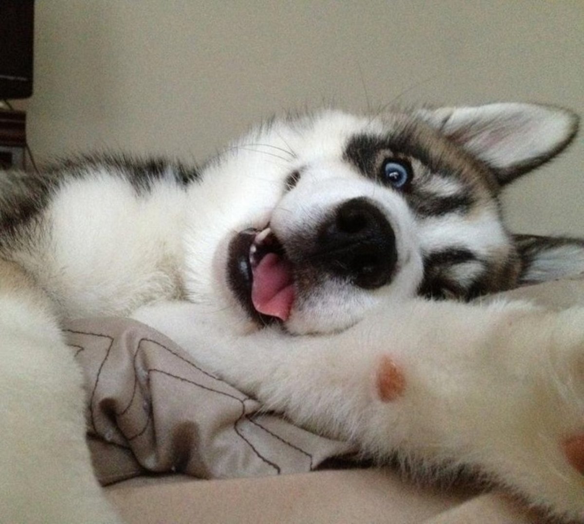 Доброе утро хаски