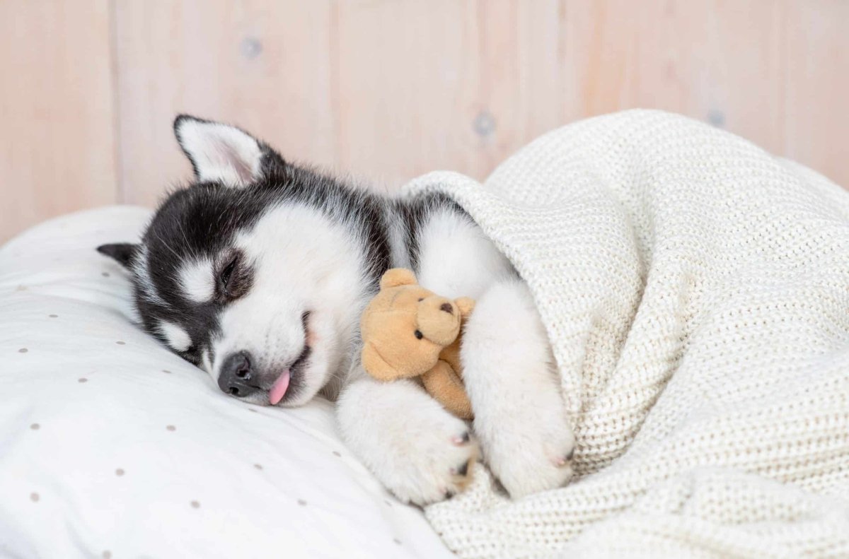 The Puppy Sleep calculator