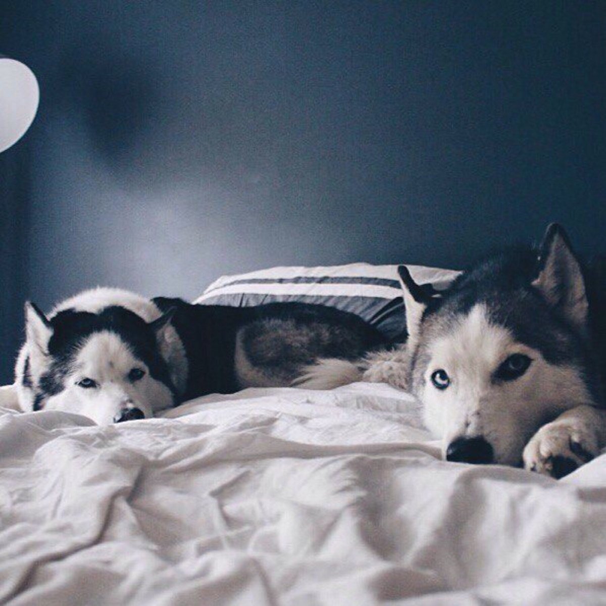 Кровать для собаки хаски